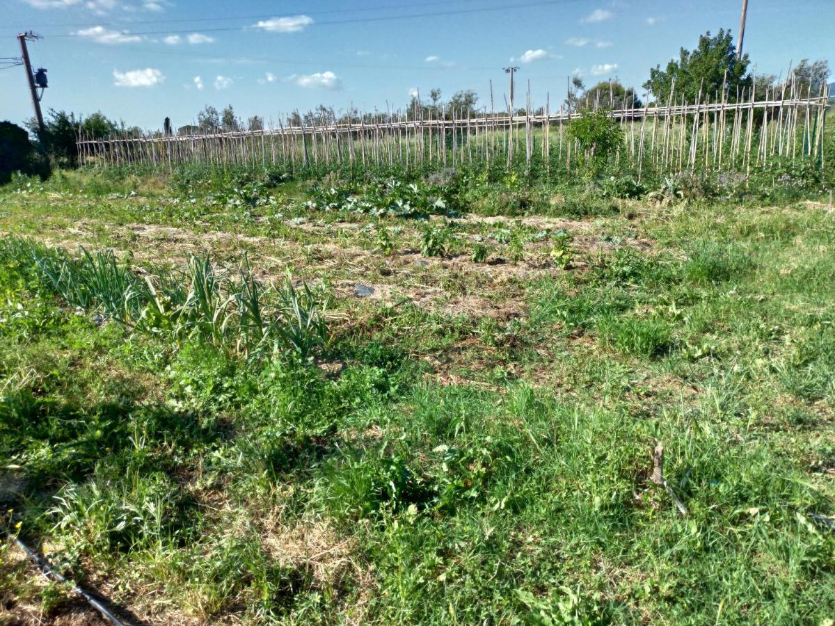 Casa Daria, Armonia Del Passato Nel Rispetto Della Natura Donoratico Luaran gambar